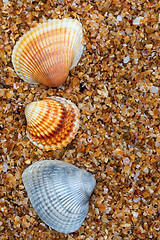 Image showing Three seashell on sand in sun day