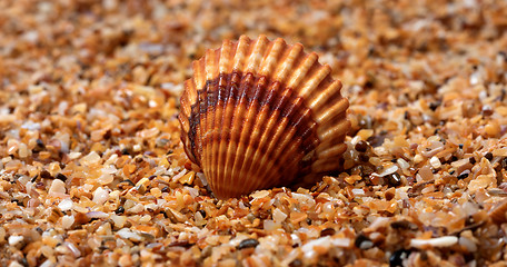 Image showing Seashell on sand