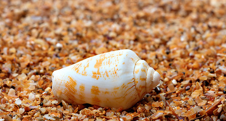 Image showing Shell of cone snail on sand
