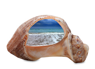 Image showing Sea beach in sun evening through broken rapana shell