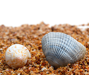 Image showing Two seashell on sand