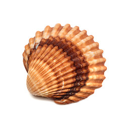 Image showing Seashell isolated on white background