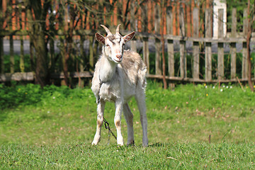 Image showing white goat in the green grass\r\n