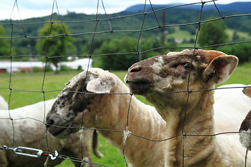 Image showing sheep from Jeseniky mountains