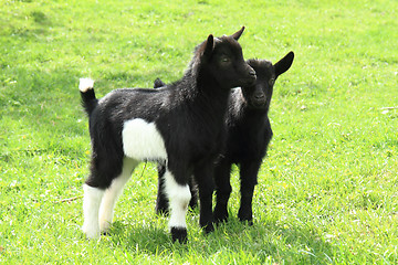 Image showing black goat babies in the grass