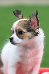 Image showing chihuahua in the grass