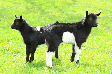 Image showing black goat babies in the grass