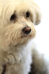 Image showing white bichon dog 