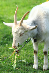 Image showing white goat head