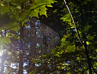 Image showing spider web