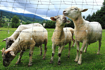 Image showing sheep from Jeseniky mountains