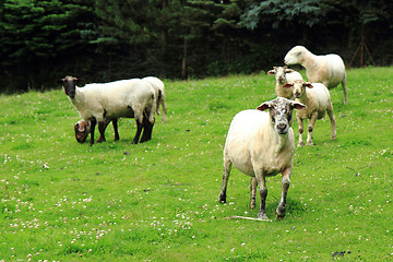 Image showing sheep from Jeseniky mountains