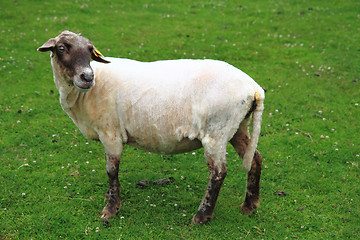 Image showing sheep from Jeseniky mountains