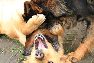 Image showing two fighting dogs