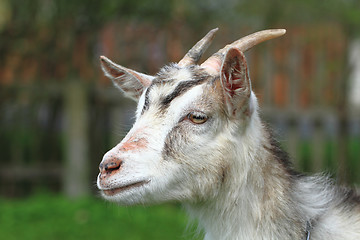 Image showing white goat head