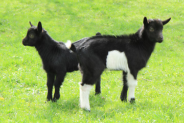 Image showing black goat babies in the grass