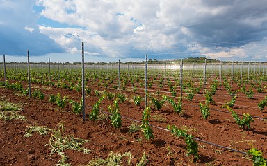 Image showing Viticulture with grape saplings