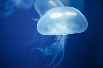 Image showing Jellyfish Underwater moving around