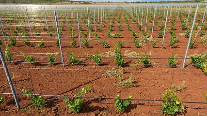 Image showing Viticulture with grape saplings