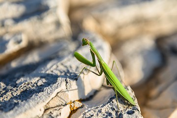 Image showing Praying Mantis on rocks