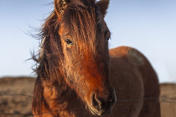 Image showing Brown horse closeup