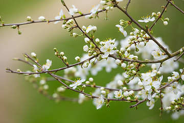 Image showing Blossom tree in spring with very shallow focus