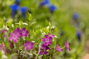 Image showing pink flowers for natural background