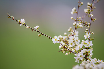 Image showing Blossom tree in spring with very shallow focus