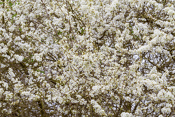 Image showing Blossoming tree in spring with very shallow focus