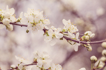 Image showing Blossoming tree in spring with very shallow focus