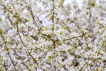 Image showing Blossoming tree in spring with very shallow focus