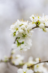 Image showing Blossoming tree in spring with very shallow focus