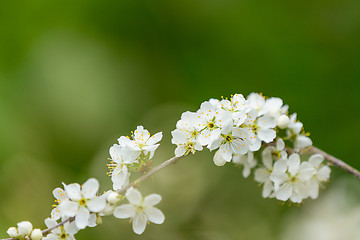 Image showing Blossom tree in spring with very shallow focus