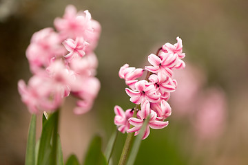 Image showing pink hyacinth flower