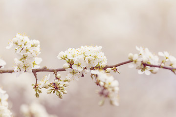 Image showing Blossoming tree in spring with very shallow focus