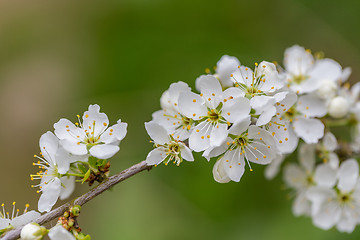 Image showing Blossom tree in spring with very shallow focus