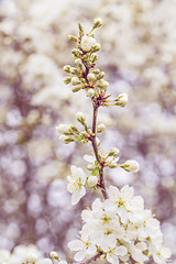 Image showing Blossoming tree in spring with very shallow focus