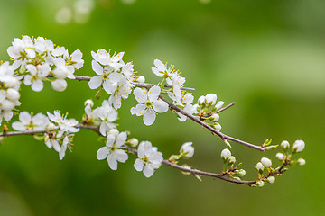 Image showing Blossom tree in spring with very shallow focus