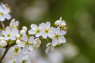 Image showing Blossom tree in spring with very shallow focus