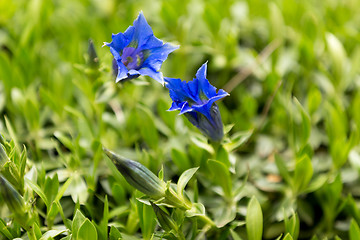 Image showing Trumpet gentiana blue spring flower in garden