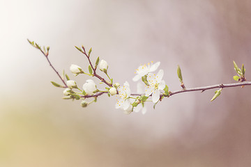 Image showing Blossoming tree in spring with very shallow focus