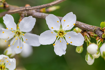 Image showing Blossom tree in spring with very shallow focus