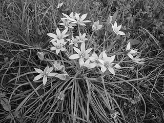 Image showing Star of Bethlehem flower