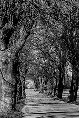 Image showing asphalt road and tree alley