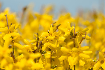 Image showing Yellow blossoms of forsythia