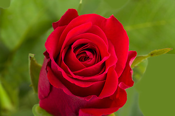 Image showing fresh red rose