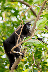 Image showing Celebes crested macaque, Sulawesi, Indonesia