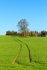 Image showing summer rural sping landscape