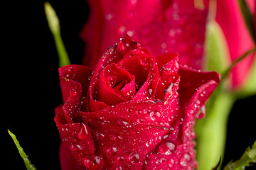 Image showing fresh red rose on black