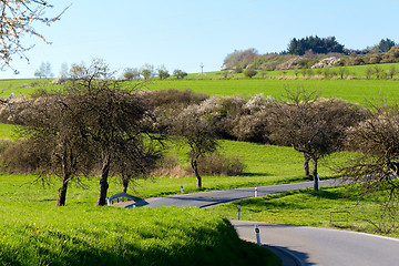 Image showing road with alley of trees